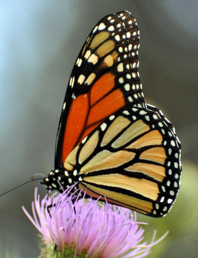 Beautiful Monarch Photograph by Marty Koch