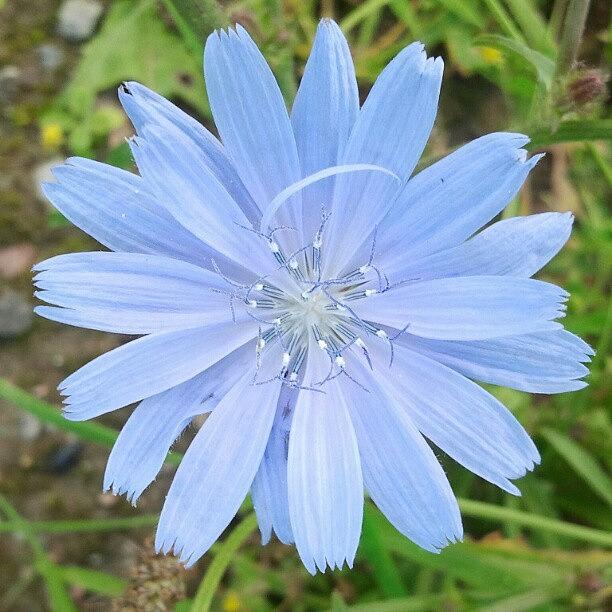 Nature Photograph - #beautiful #nature #flower #blueflower by Carola @ Rotterdam Netherlands