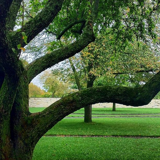 Tree Photograph - Beautiful Old #tree #instagram by Irina Moskalev