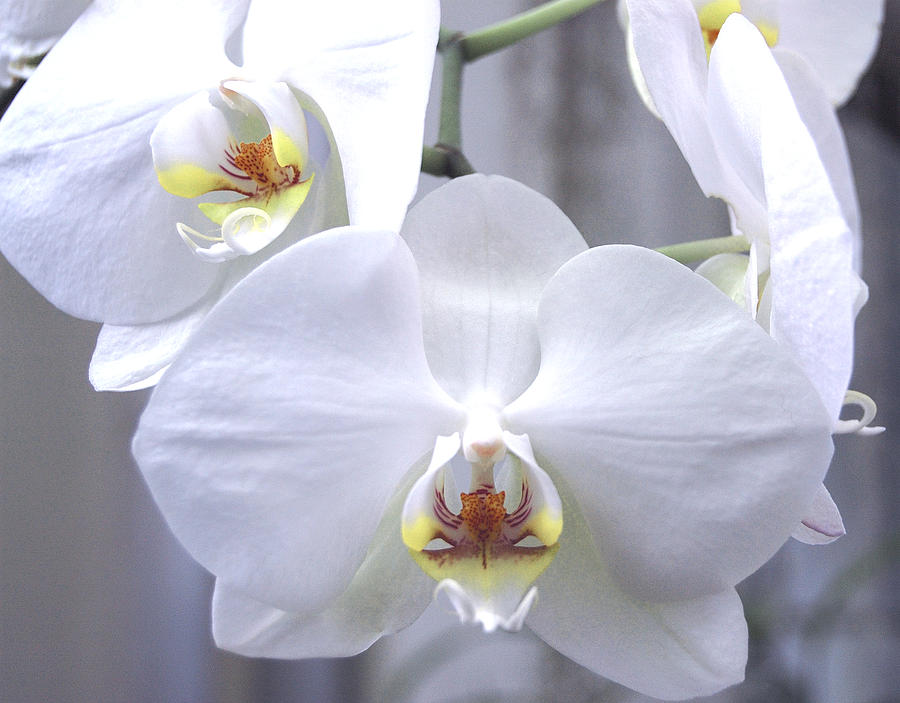 Beautiful Orchids Photograph by Tom Wurl