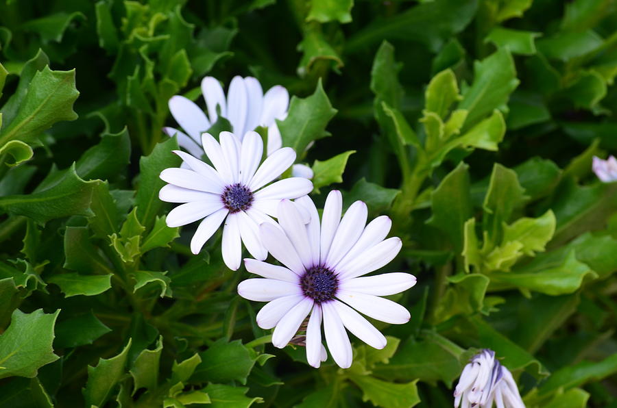 Daisy Photograph - Beautiful Osteospermum Asti White Daisy by Carrie Munoz