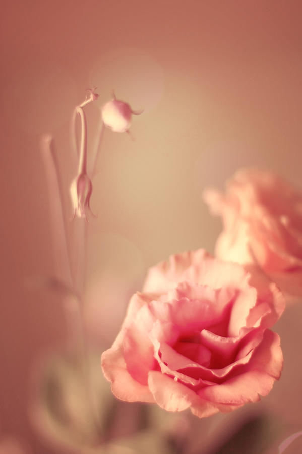 Vintage Photograph - Beautiful peach vintage flowers by Ethiriel Photography