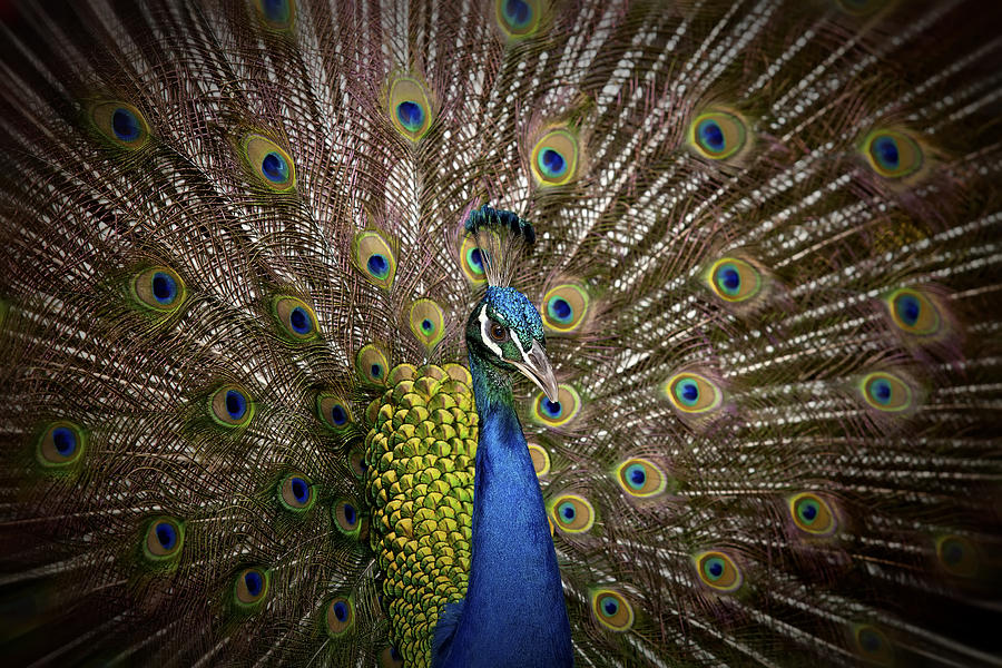 Beautiful Peacock  Photograph by Anek Suwannaphoom