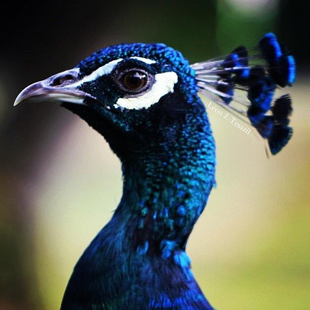 Beautiful Peacock Photograph by Leon Traazil