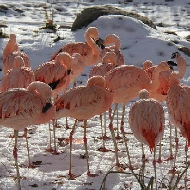 Animal Photograph - #beautiful #pink #animals #birds #love by Krista Hudson