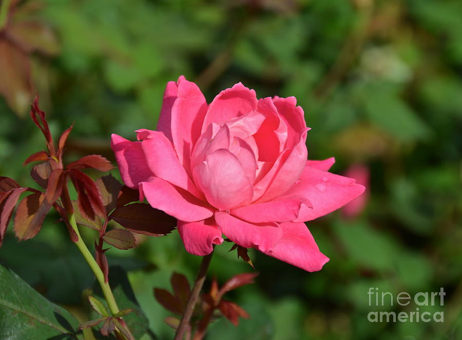 Beautiful Pink Rose Photograph by Carol  Bradley