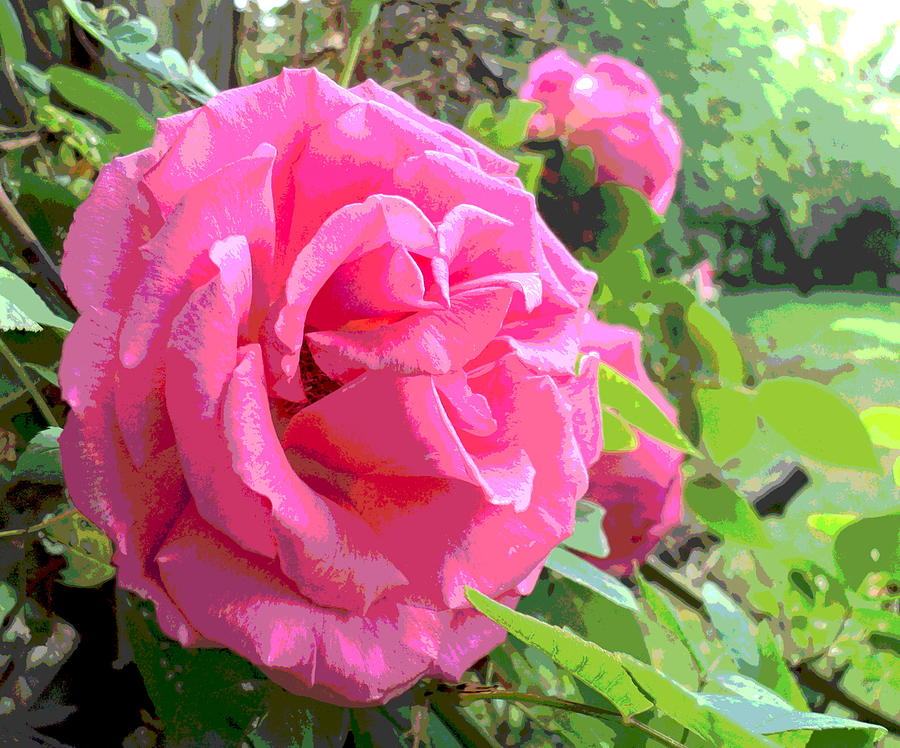 Beautiful Pink Rose Photograph by Padre Art