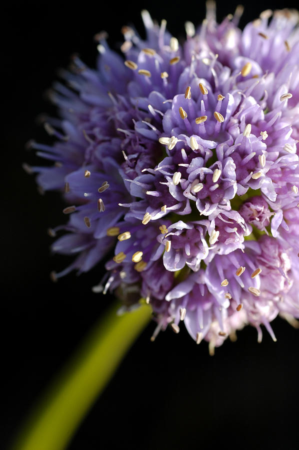 Beautiful purple flower Allium senescens Photograph by Matthias Hauser