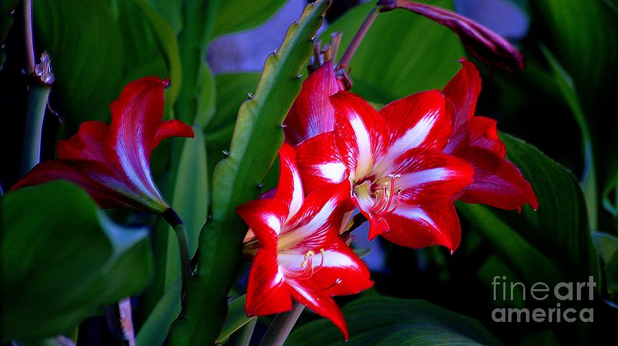 Beautiful Red And White Lillies Photograph by John  Kolenberg