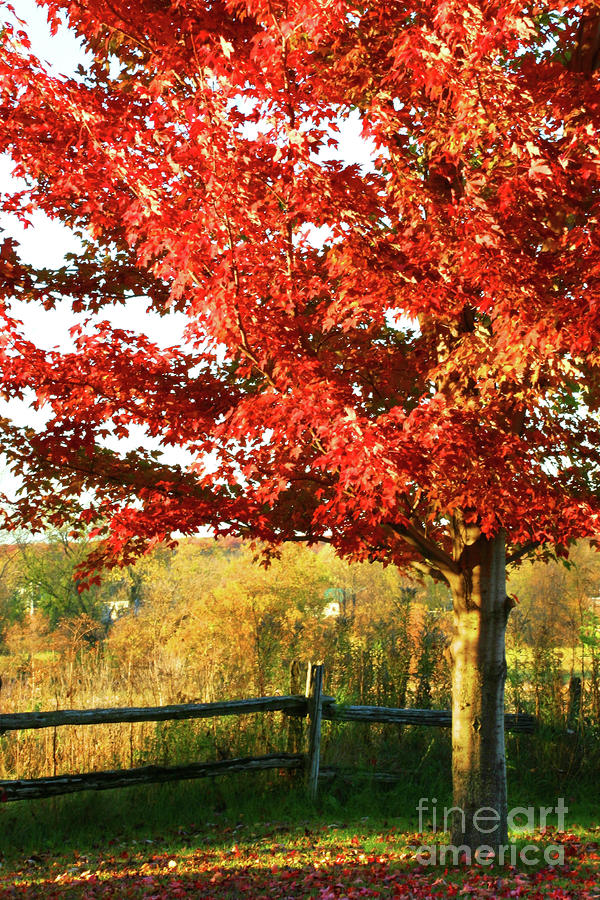 Beautiful red maple tree Photograph by Sandra Cunningham Fine Art America