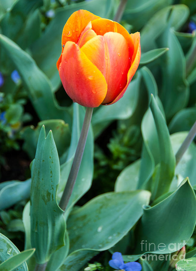 Beautiful red-orange tulip Photograph by Fran Woods