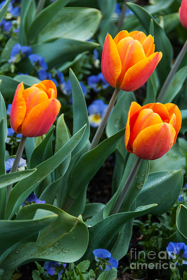 Beautiful red-orange tulips Photograph by Fran Woods