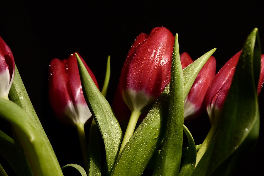 Tulip Photograph - Beautiful Reds by Nancie DeMellia