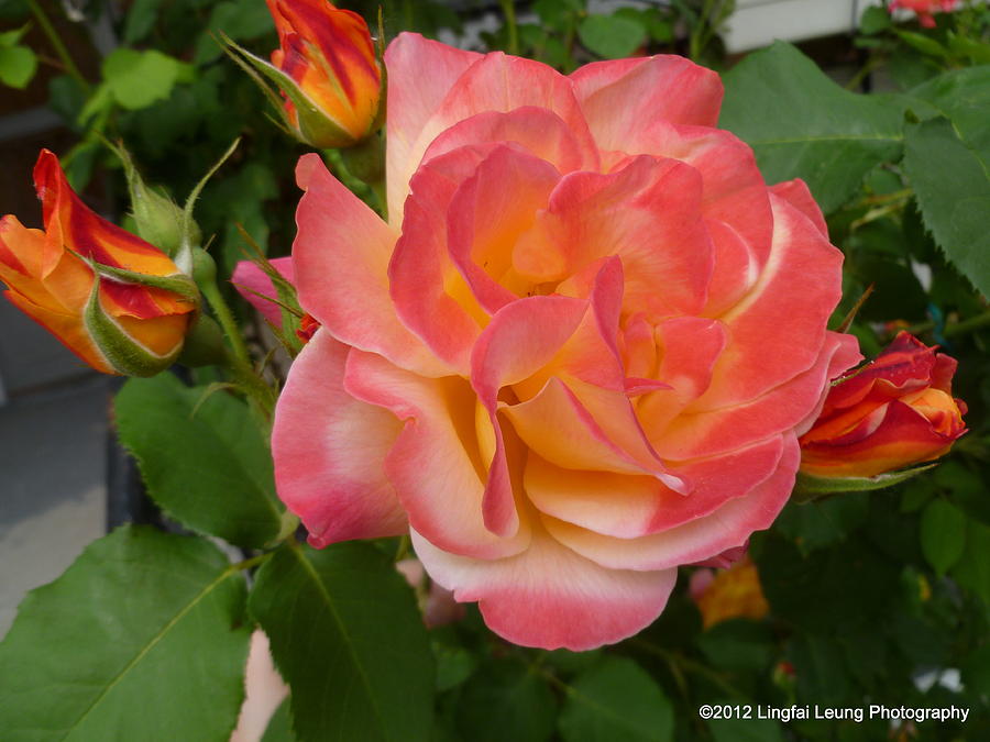 Beautiful rose with buds Photograph by Lingfai Leung
