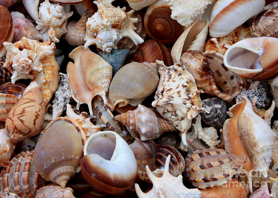 Beautiful Seashells Photograph by Carol Groenen