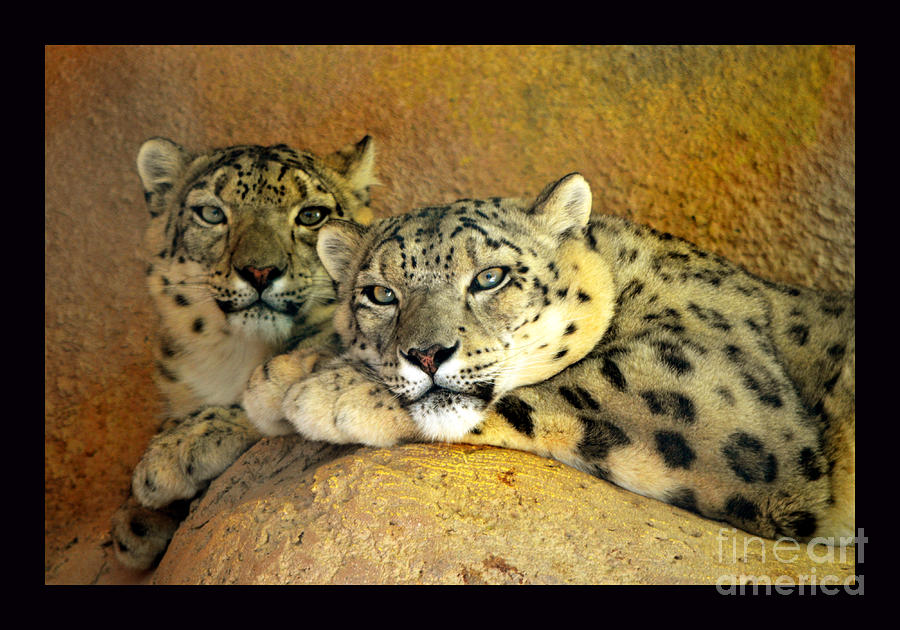Snow Leopards Photograph - Beautiful Snow Leopards by Susanne Still