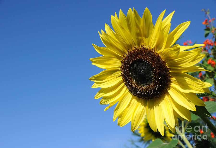 Beautiful Sunflower against a Blue Sky Photograph by Gary Whitton