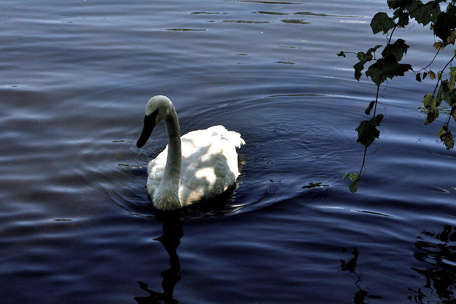 Beautiful Swan Photograph by Richard Gregurich