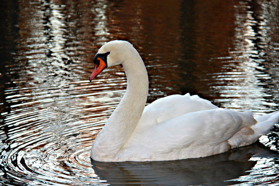 Beautiful Swan Photograph by Sheila Kay McIntyre