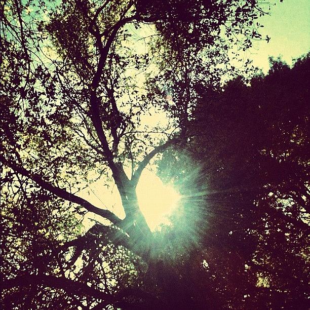 Tree Photograph - #beautiful #tree #sun #sunshine #flare by Seth Stringer