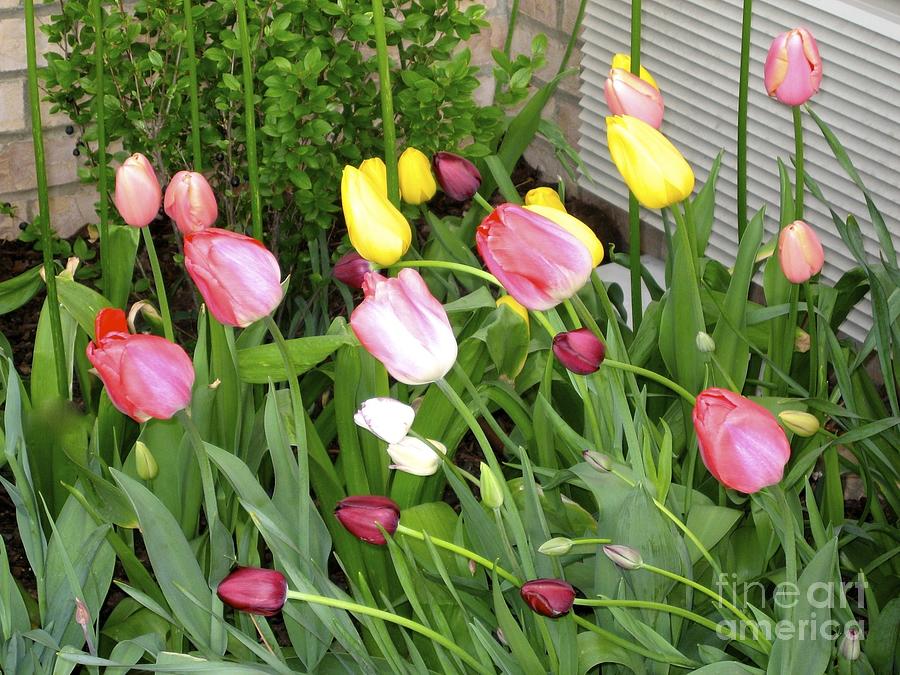 Beautiful Tulips Photograph by Phyllis Kaltenbach