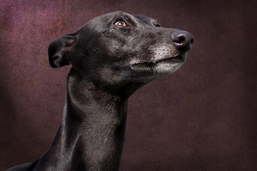 Beautiful Whippet Dog Photograph by Ethiriel Photography
