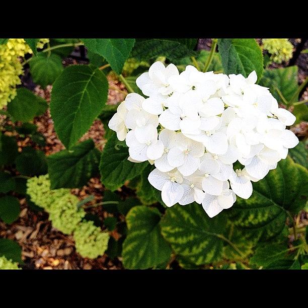 Flower Photograph - #beautiful #white #hydrangea #flowers by Supat Rattanasuksun