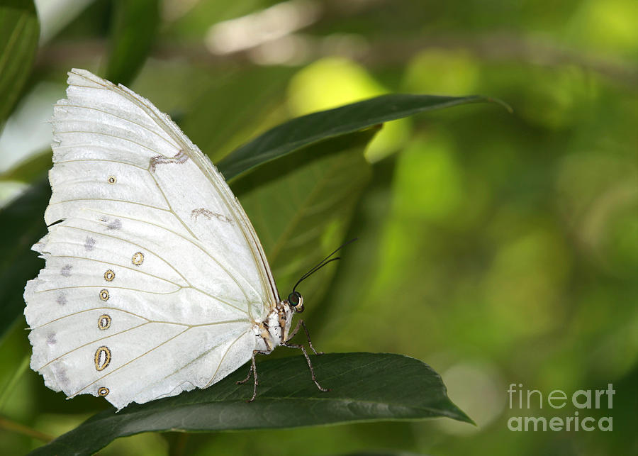 Beautiful White Morpho Butterfly Photograph by Sabrina L Ryan