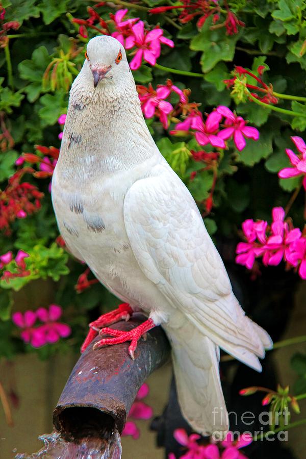 Beautiful White Pigeon Photograph by Mariola Bitner
