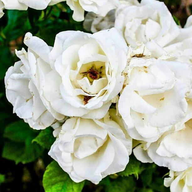 Rose Photograph - Beautiful White Roses. #white #rose by Becca Watters