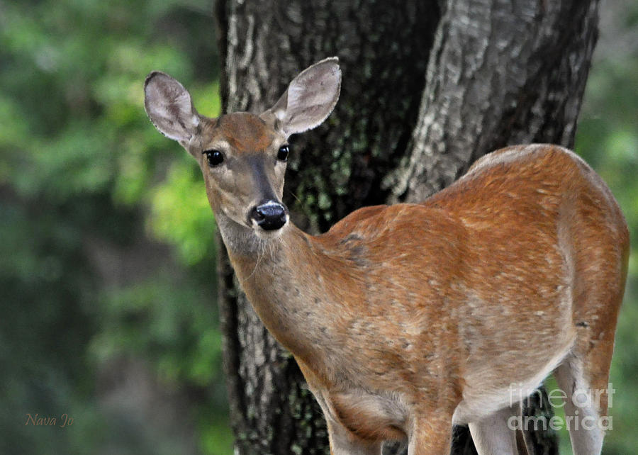 Beautiful Whitetail Deer Photograph by Nava Thompson