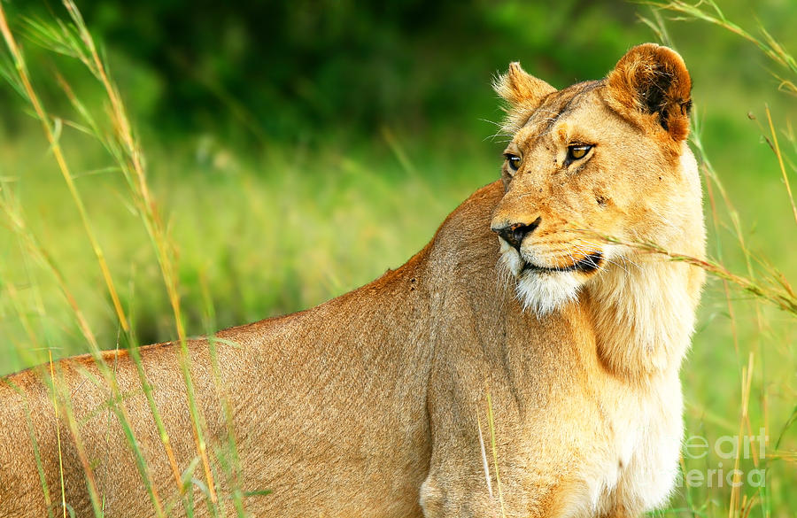 Beautiful Wild Africam Lioness Photograph By Anna Om Pixels 