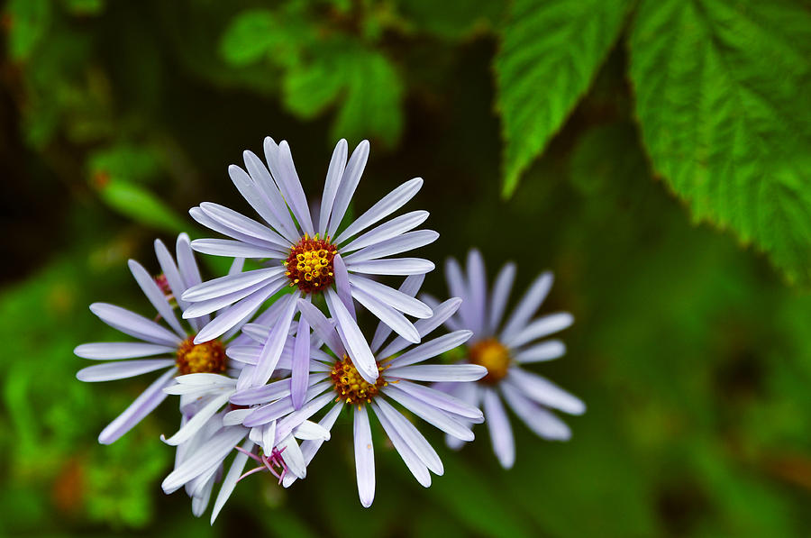 Summer Photograph - Beautiful Wild flowers by Arjuna Kodisinghe