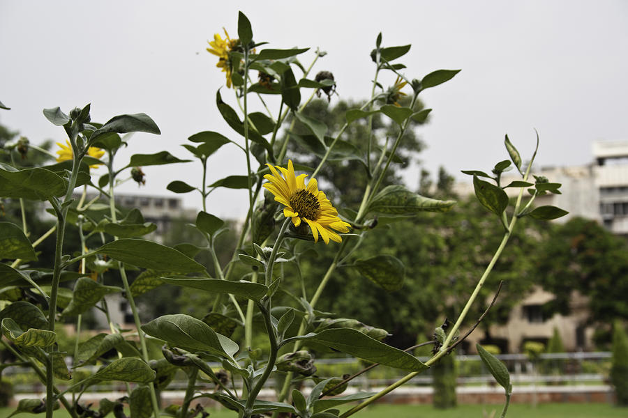 Beautiful yellow flower in a garden Photograph by Ashish Agarwal