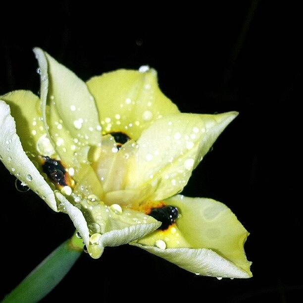 Flowers Still Life Photograph - #beautiful #yellow #flower With #fresh by Liz Grimbeek