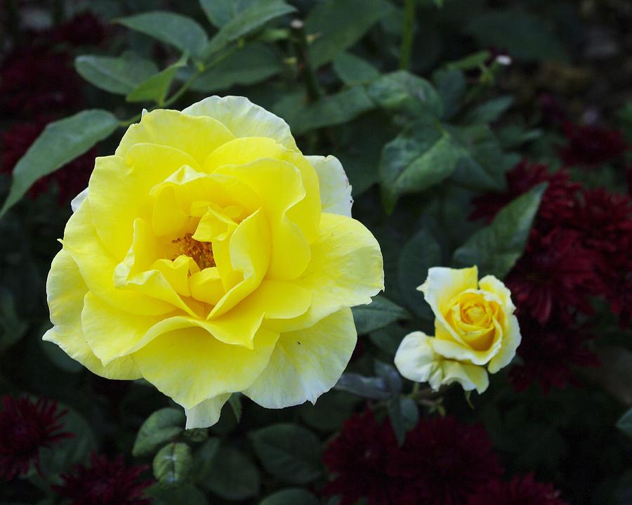 Beautiful Yellow Roses Photograph by John Greaves