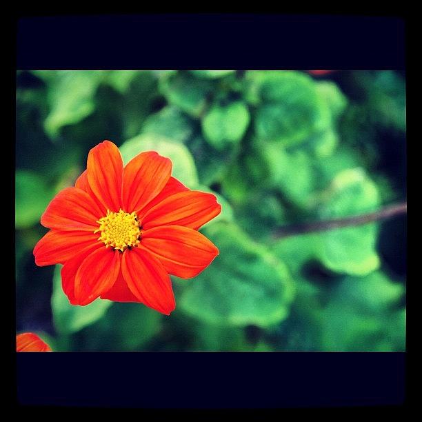 Flowers Still Life Photograph - Beautiful!😜#beautiful #orange by Kiko Bustamante