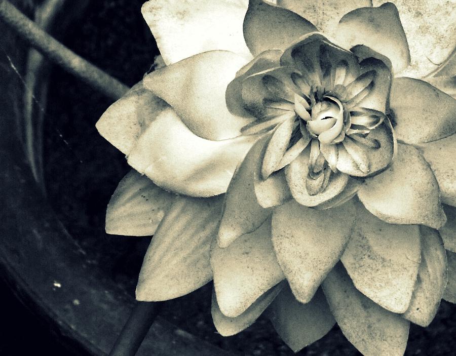 Flowers Still Life Photograph - Beauty among the ashes by Shawna Gibson