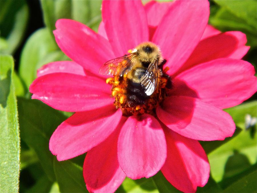 Beauty and the Buzz Photograph by Randy Rosenberger