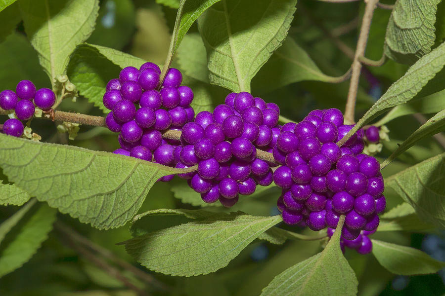 Beauty Berry Clusters Photograph by Gregory Scott