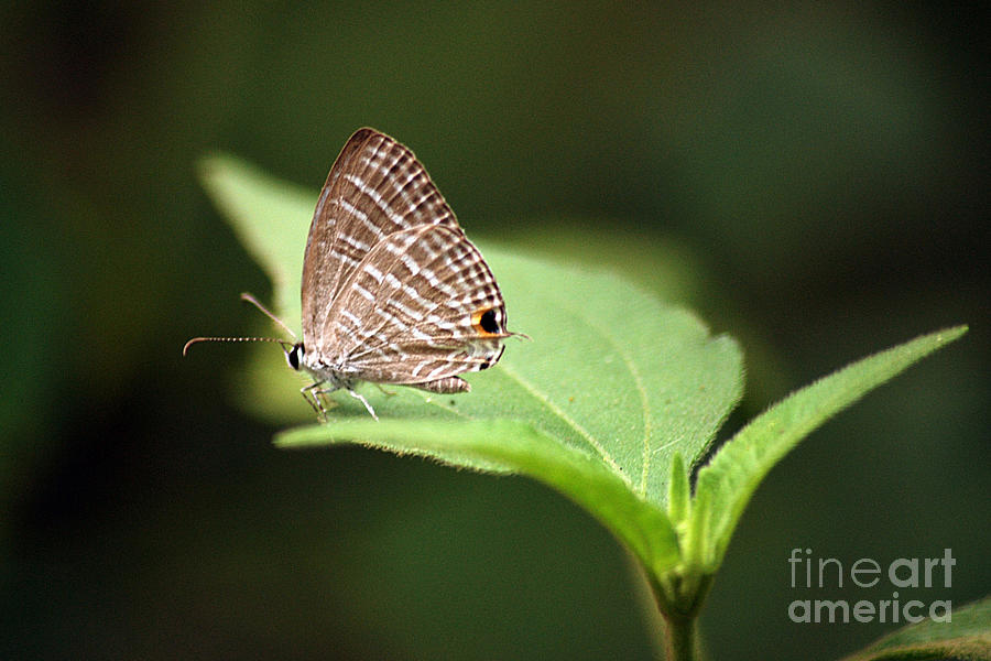 Butterfly Photograph - Beauty by Dattaram Gawade
