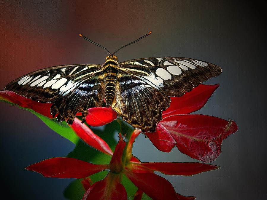 Butterfly Photograph - Beauty Fly by Irma BACKELANT GALLERIES