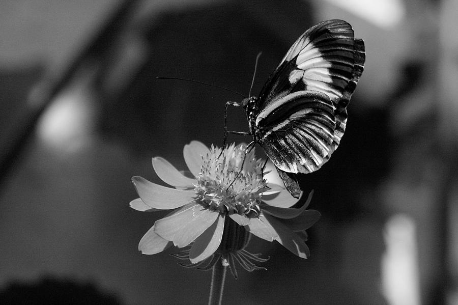Beauty in B and W Photograph by Larry Parker