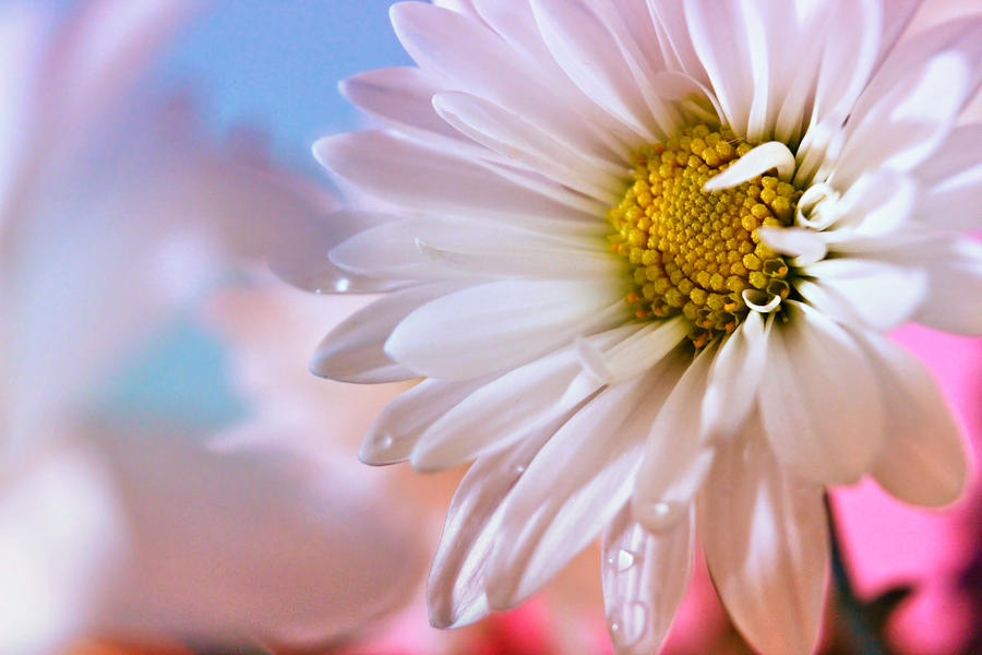 Daisy Photograph - Beauty in Bloom by Tracey R Gates Daisy Photograph - Beauty in Bloom by Tracey R Gates
