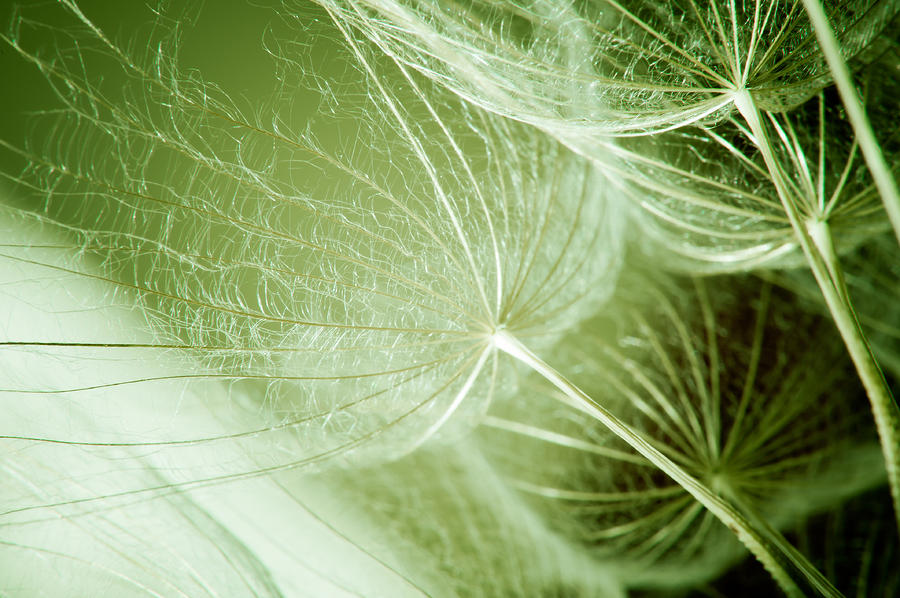 Beauty in Green Photograph by Iris Greenwell