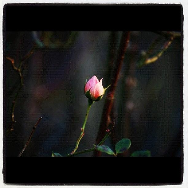 Nature Photograph - Beauty In The Gloom #pink #dslr #canon by Chris Barber