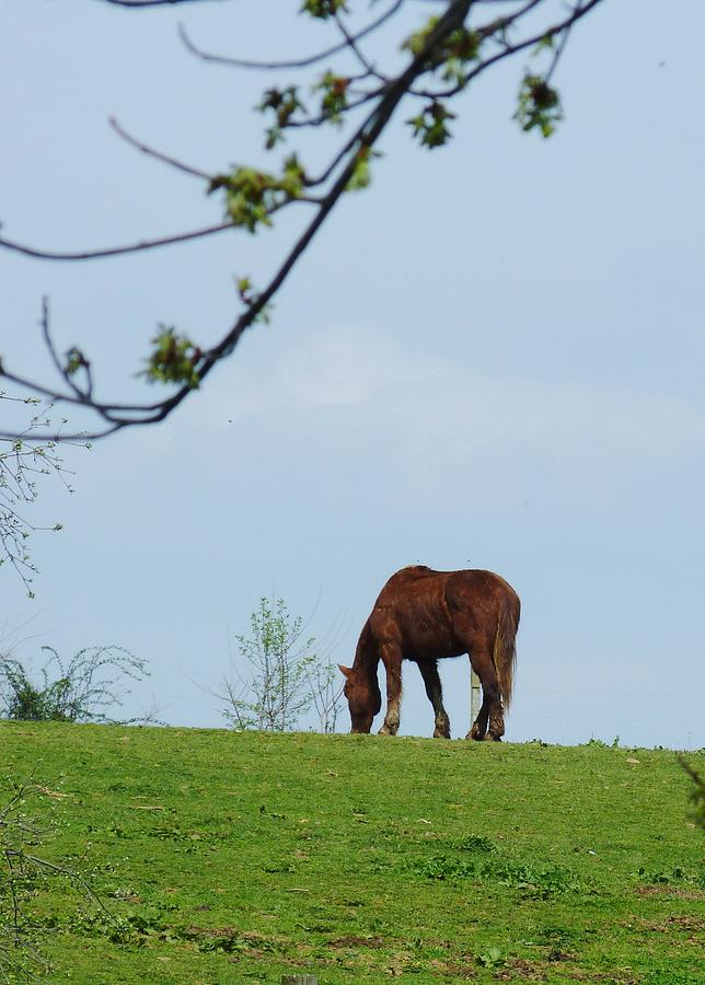 Beauty in the Meadow Photograph by Jeanette Oberholtzer