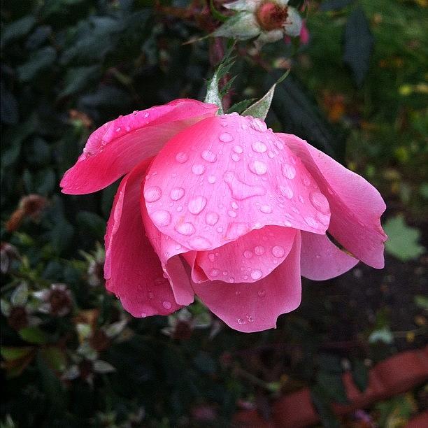 Nature Photograph - Beauty In The Midst Of The Storm🌹 by Claudia Gordon