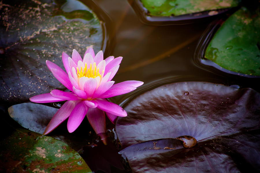 Beauty in the Pond Photograph by Lynne Jenkins