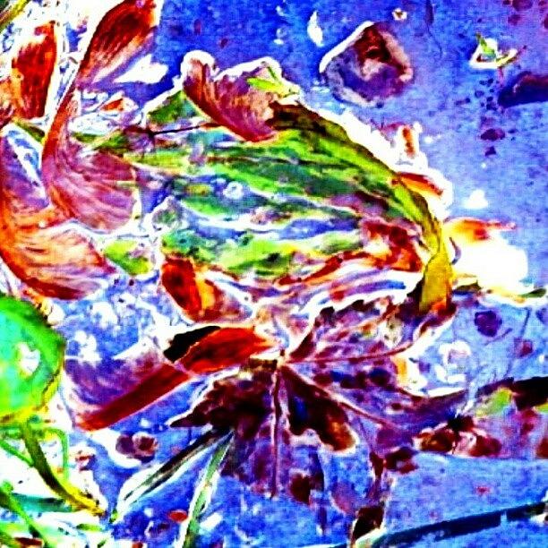 Abstract Photograph - Beauty In The Puddle - Water Garden by Marianne Dow